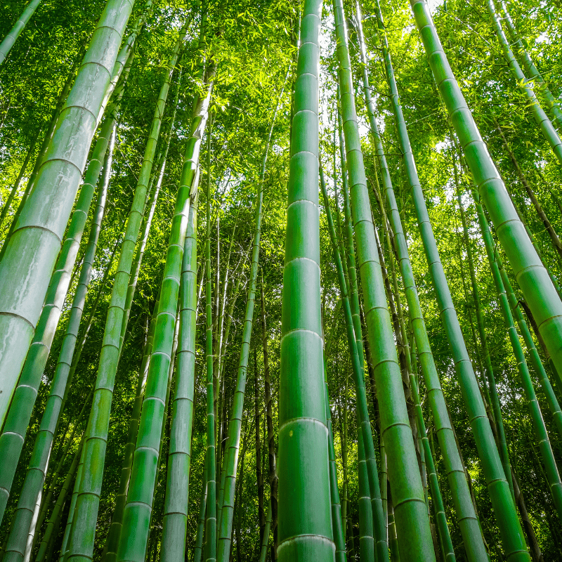 Bambou allié écologique